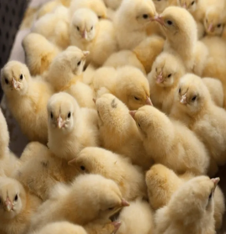 Day-old chicks together in a hatchery tray