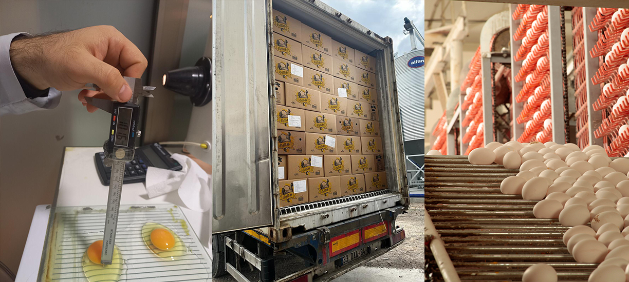 Three views: measuring an egg with calipers, cartons loaded in a truck, and eggs on a grading conveyor