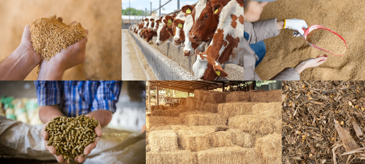 Cattle feeding alongside grain, pellets and forage