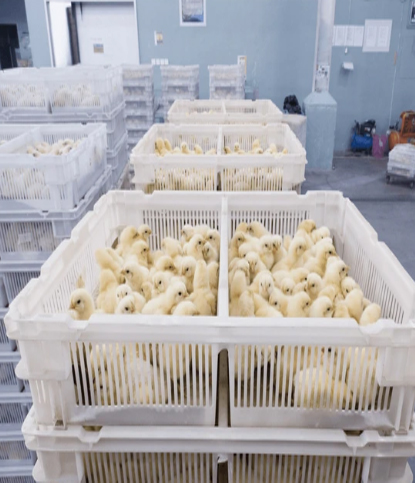 Day-old chicks in hatchery transport crates