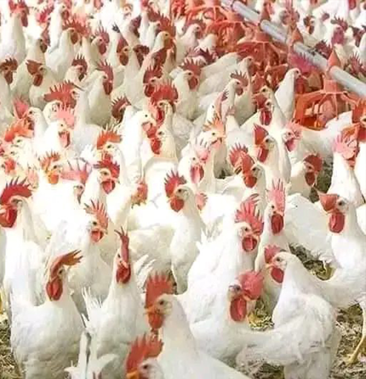 broiler eggs