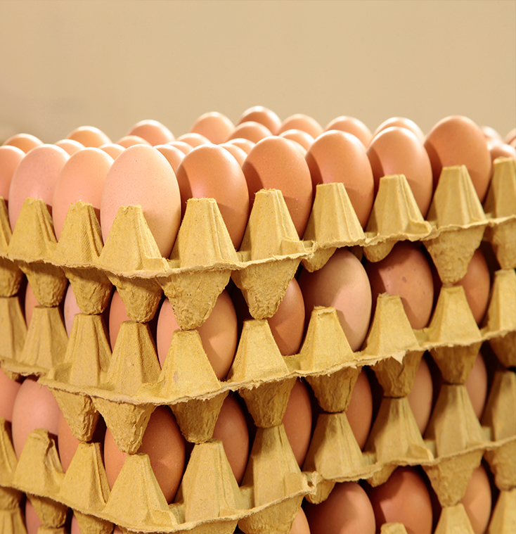 Stacked pulp trays holding brown shell eggs