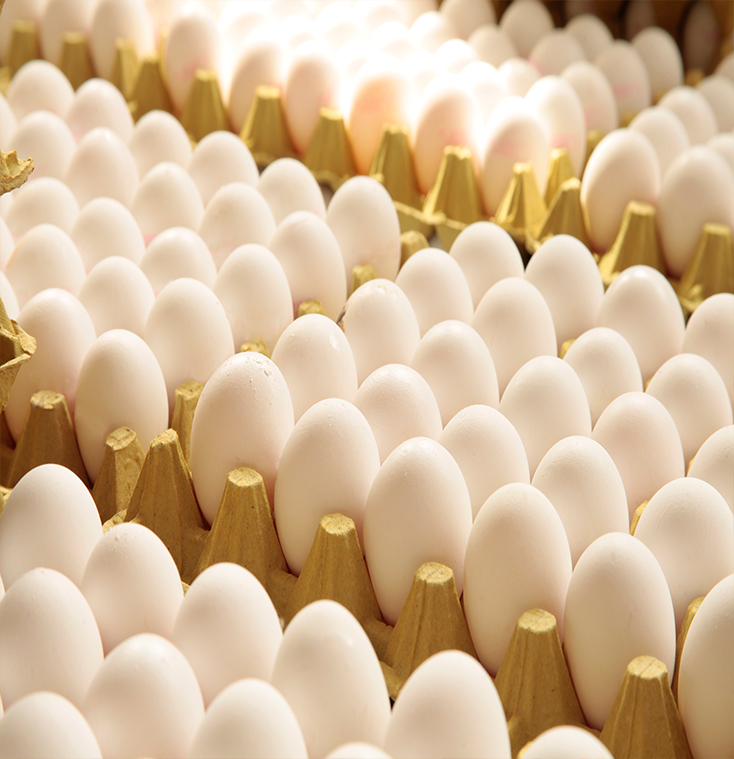 Rows of white shell eggs in pulp trays, close view