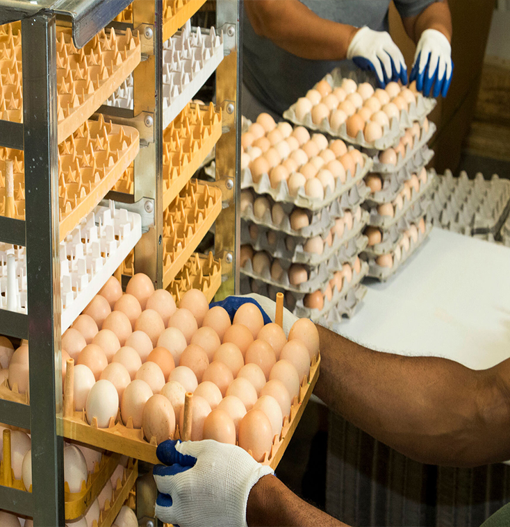 Workers in gloves handling trays of brown shell eggs on a rack