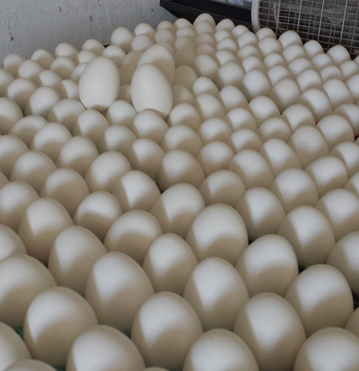 Eggs arranged in hatchery trays