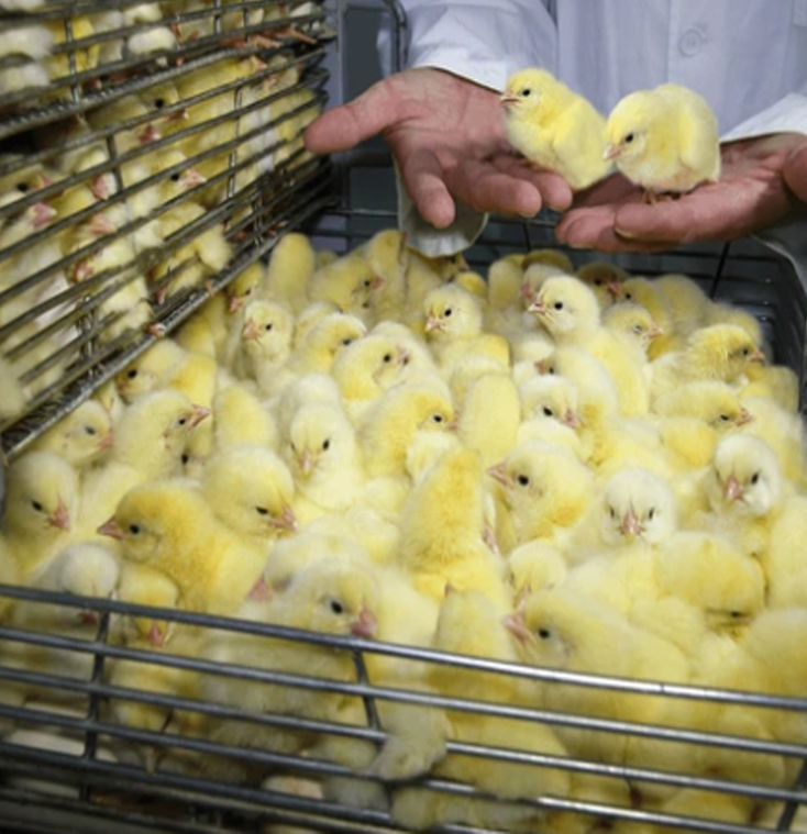 Hatchery worker holding newly hatched chicks