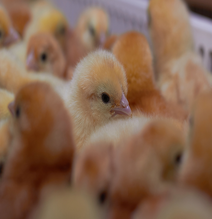 fertile duck eggs